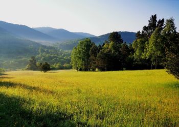 Scenic view of field against sky