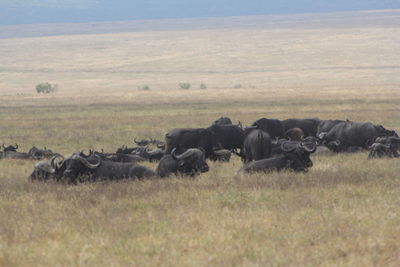 View of sheep on field