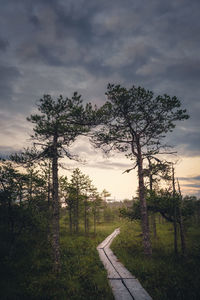 Road by trees against sky during sunset