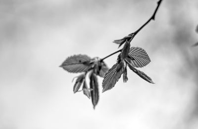 Close-up of wilted plant
