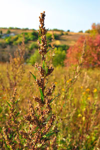 Close-up of plant growing on field