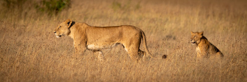 Full length of a cat