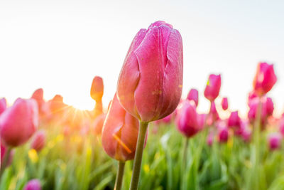 Close-up of pink tulips on field against clear sky