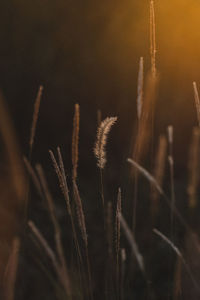 Close-up of stalks in field against sky