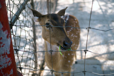 Close-up of deer