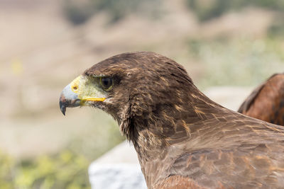 Close-up of bird