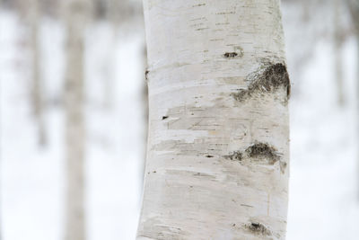 Close-up of tree trunk