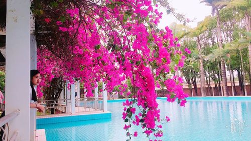 Pink flowering plants by swimming pool against trees