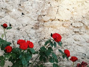 Close-up of red roses