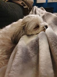 Close-up of dog sleeping at home