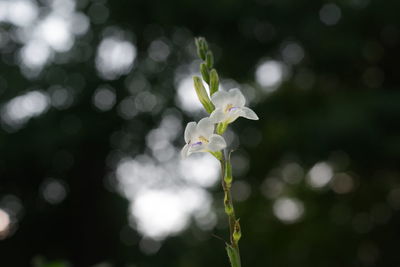 Close-up of white flowering plant