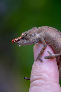 Close-up of hand holding lizard