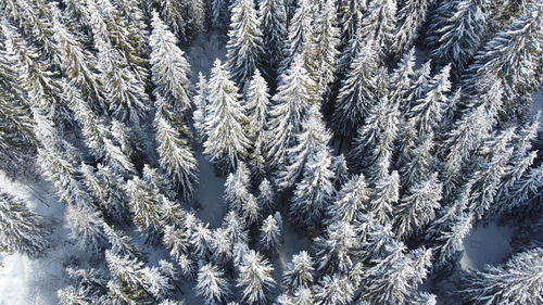 Close-up of snow covered pine tree from above