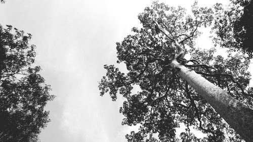 Low angle view of trees in forest against sky
