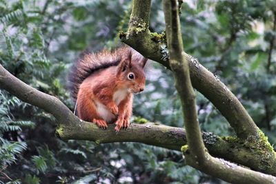 Squirrel on a tree