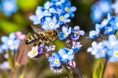 Close-up of bee pollinating on purple flower