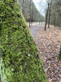 Moss covered tree trunk in forest