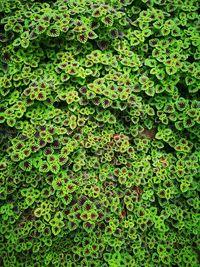 Full frame shot of ivy growing on land