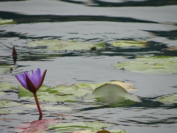 Lotus water lily in lake