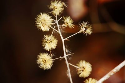 Close-up of dandelion on cactus