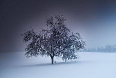 Tree on snow covered field against sky