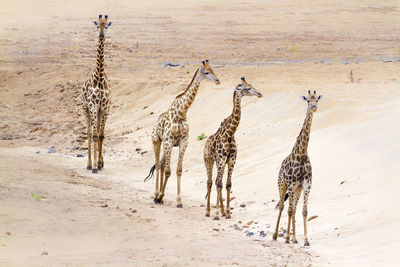 High angle view of giraffes walking on land