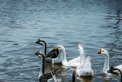 High angle view of swans swimming on lake