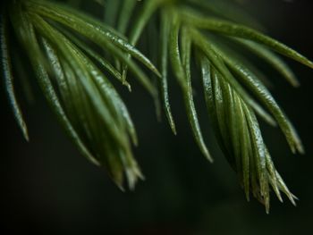 Close-up of leaves