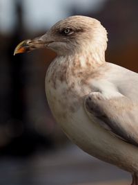 Close-up of bird