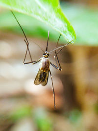 Close-up of insect