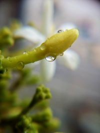 Close-up of raindrops on leaf