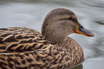 Close-up of a duck in lake