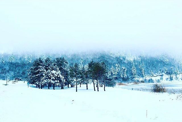 snow, winter, cold temperature, season, weather, covering, tree, frozen, tranquil scene, tranquility, landscape, clear sky, nature, covered, white color, field, snow covered, beauty in nature, scenics, bare tree