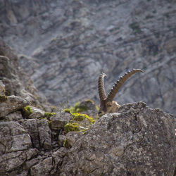 Close-up of lizard on rock