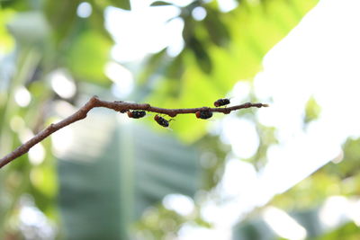 Low angle view of plant growing on tree