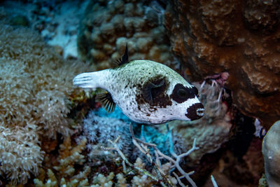 Close-up of fish swimming in sea