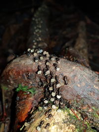 Close-up of insect on tree trunk