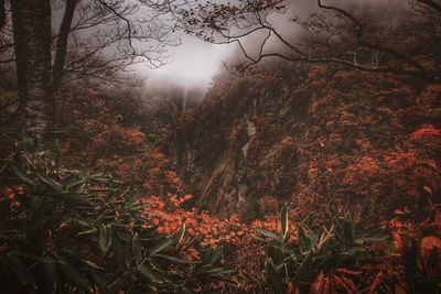 Trees in forest during foggy weather