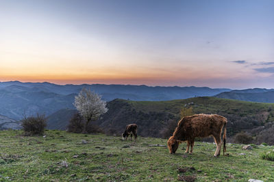 Horses in a field