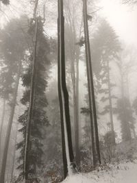 Trees in forest during winter