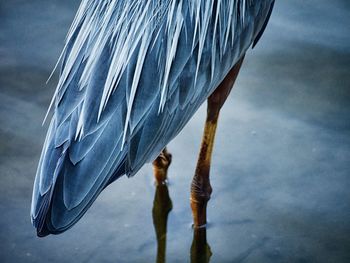 Cropped image of great blue heron in pond