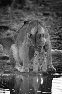 Mono lioness licking cub at water hole