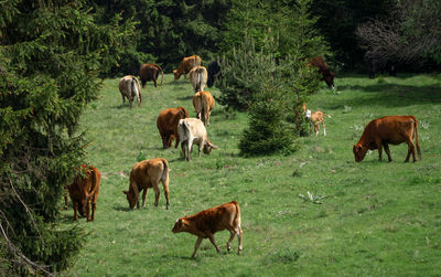 animal