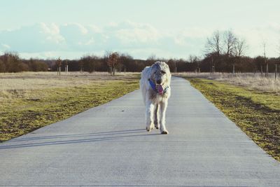 Full length of dog on road