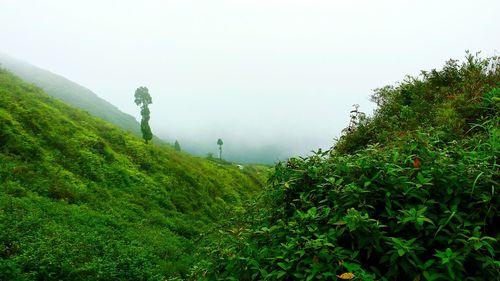 Plants growing on field