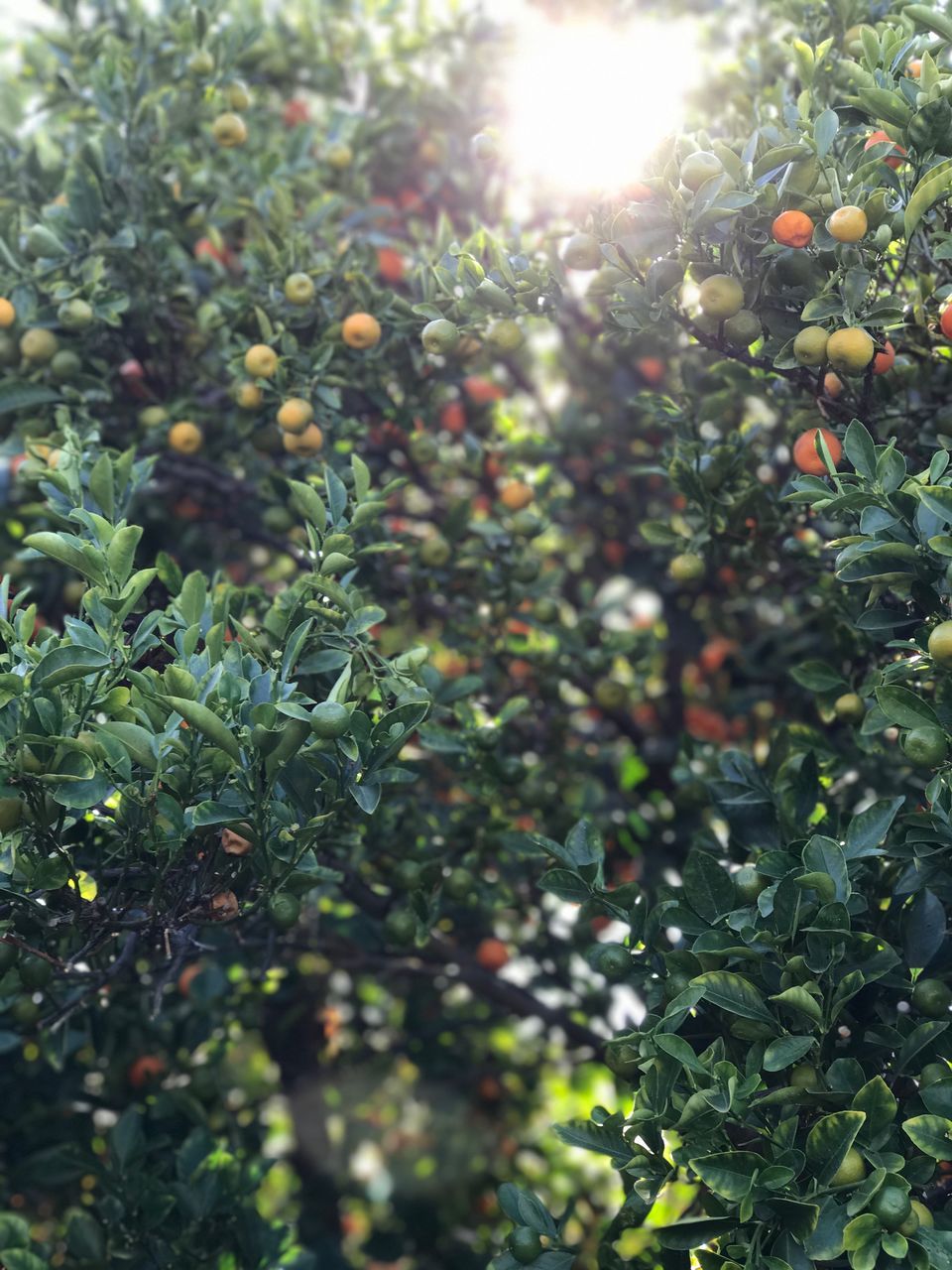 growth, fruit, tree, green color, nature, close-up, day, no people, outdoors, freshness, beauty in nature, branch