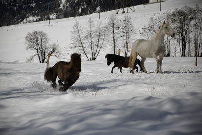 Horses on snow field