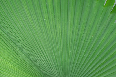 Full frame shot of palm leaves