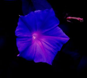 Close-up of purple flower