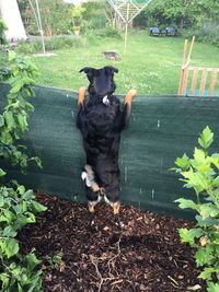 Dog by plants in yard